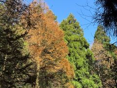 -山王坪喀斯特国家生态公园