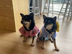 -南京Hallo宠物乐园·哈罗犬舍·柴犬繁育基地