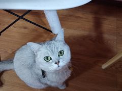 -李小姐の猫咖啡馆(五角场店)