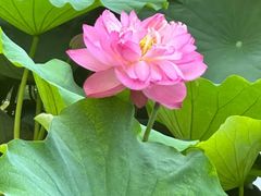 -陈家山荷花公园