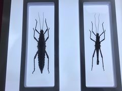 -上海昆虫博物馆