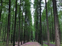 -黄海国家森林公园