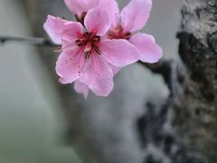 -桃花岛景观公园