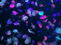 -珠海长隆海洋王国