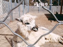 -长白岛森林公园