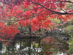 -秋霞圃