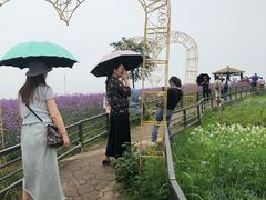 -大塘金香草谷