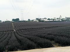 -紫颐香薰山谷景区