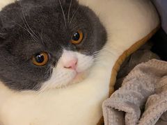 -PETKIT小佩宠物·低压洗护(国顺东路店)