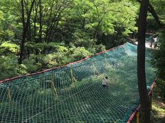 -原山国家森林公园