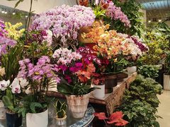 -双季花艺园艺市场(浦东店)