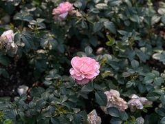 -上海滨江森林公园