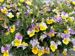 -京东图文广告(奉贤新城店)