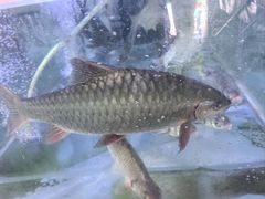 -八仔大富楼·河鲜(西江店)