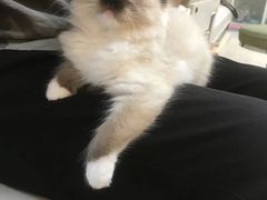 -lincat·猫舍(广州店)