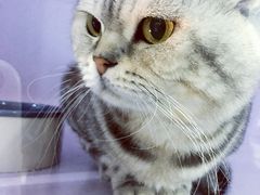 -喵的天空名猫咖啡馆·撸猫·猫舍·用品