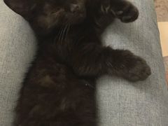 -momokira米努特·德文卷毛猫·棉花面纱犬