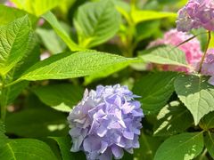 -合肥滨湖国家森林公园