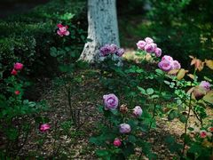 -苏州河梦清园环保主题公园