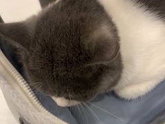 -瑞鹏宠物医院·骨科·猫科·内科(第一中心)