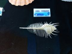-贝壳梦幻世界
