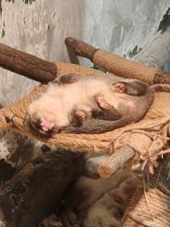 -Zoolung Zoolung动物主题公园(海信广场店)