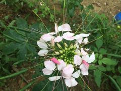-松山湖梦幻百花洲