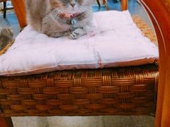 -猫色咖啡·猫咖