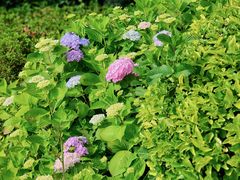 -都江堰玫瑰花溪谷