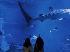 -烟台海昌鲸鲨海洋公园