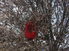 -莱阳濯村樱花园
