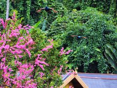 -西双版纳原始森林公园