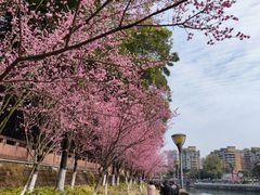 -望江楼公园