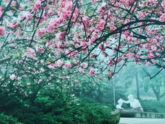 -南山植物园