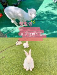 -萌宠亲子动物乐园(槐房万达店)