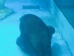 -芜湖新华联大白鲸海洋公园