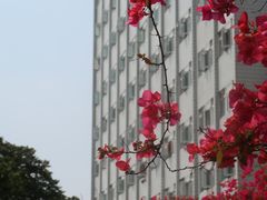 -南方医科大学南方医院(院本部)