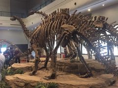 -自贡恐龙博物馆