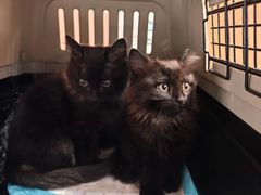 -pd派德宠物中心医院24H急重症·眼科中心·血液透析中心(嵩山北路店)