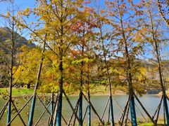 -千年银杏谷文化旅游区