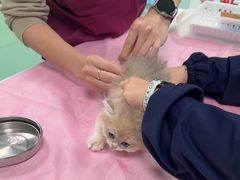 -北京观赏动物医院·24小时大型综合·猫专科·异宠专科