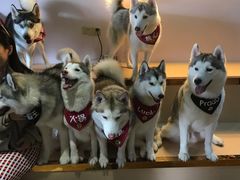-Husky Go! 哈士奇体验馆·宠物咖啡厅狗咖