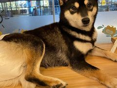 -南京Hallo宠物乐园·哈罗犬舍·柴犬繁育基地