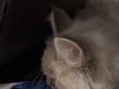 -艾贝尔宠物医院·24H转诊中心·肿瘤猫专科(江宁双龙店)