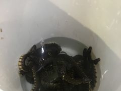 -荔城生鲜盛宴(番禺旗舰店)