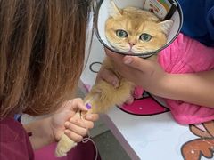 -伟伟宠物医院·瑞派猫友好医院·猫科(光谷店)