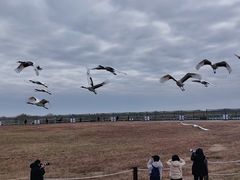 -盐城丹顶鹤湿地生态旅游区