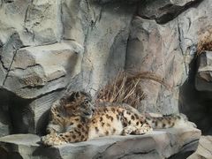 -青藏高原野生动物园