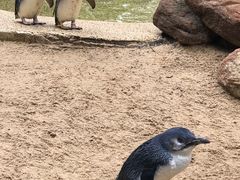 -费瑟代尔野生动物园