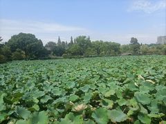 -无锡蠡湖国家湿地公园-蠡园